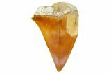Fossil Mako Shark Tooth - Dakhla, Morocco #365231-1